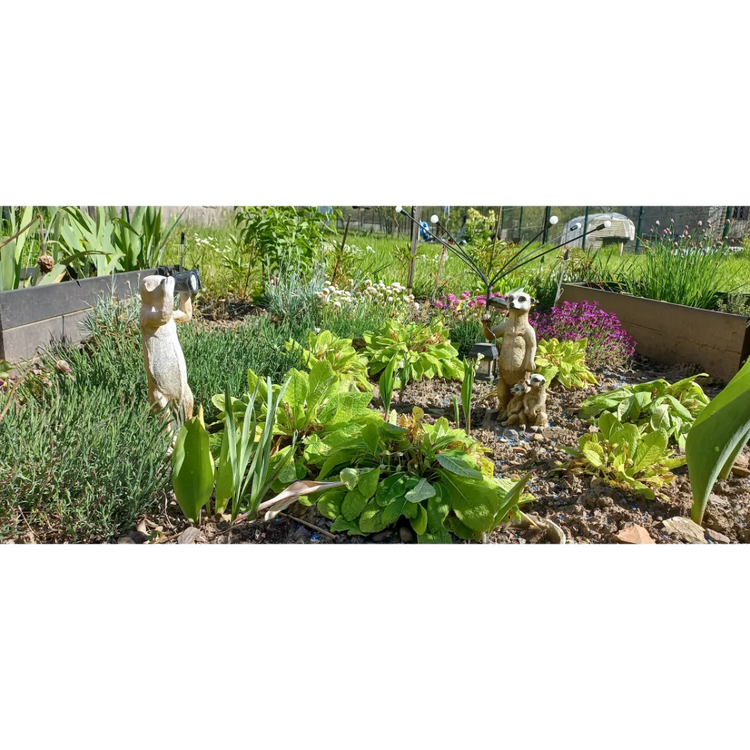 Les Fleurs du jardin